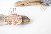 Scallop Seashell Hair Pin